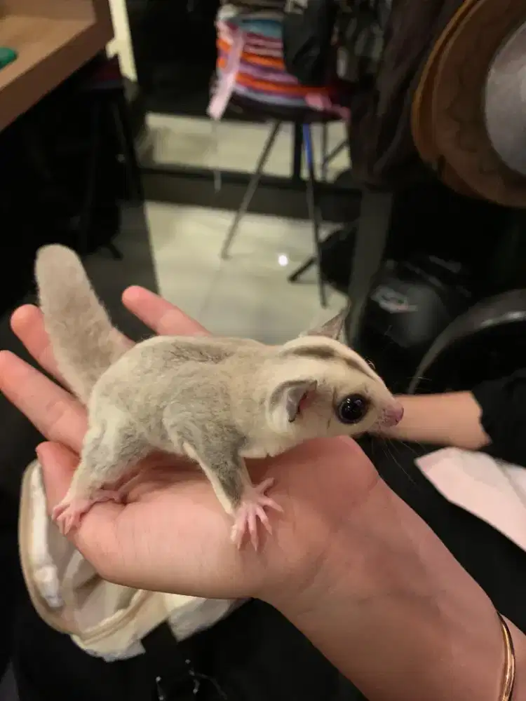 Sugar Glider Platinum