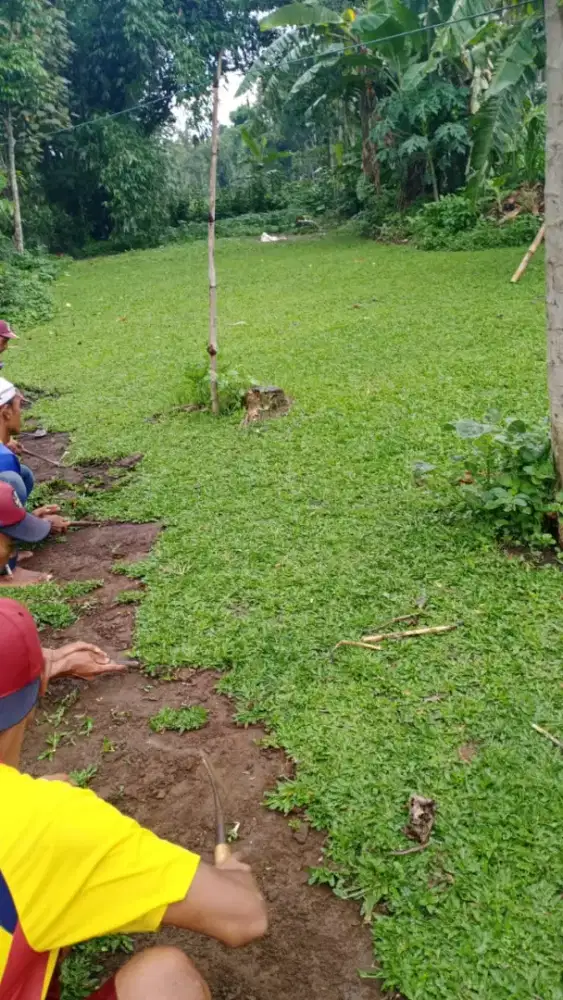 jual.rumput taman gajah mini