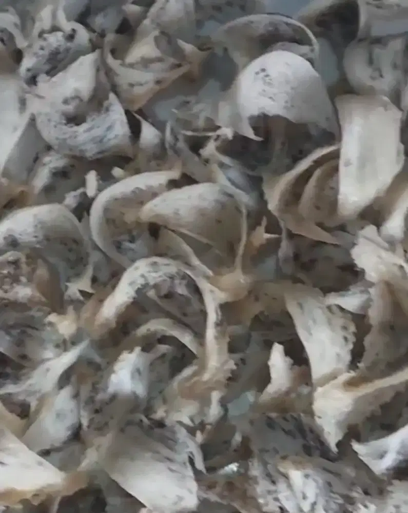 Sarang burung walet murah harga peternak