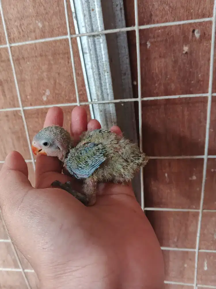 Lolohan Lovebird warna