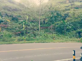 HARUS TERJUAL TANAH 6 HEKTAR DI GUNUNG KIDUL - LOKASI STRATEGIS