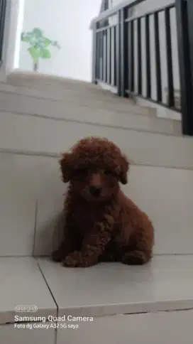 Dijual anjing poode bichon jantan betina