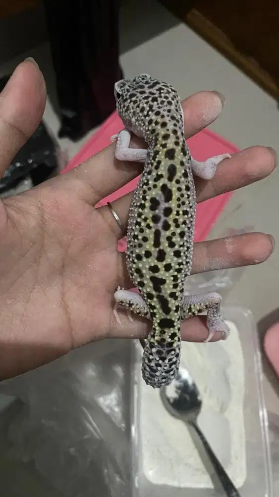 Gecko Betina Macksnow
