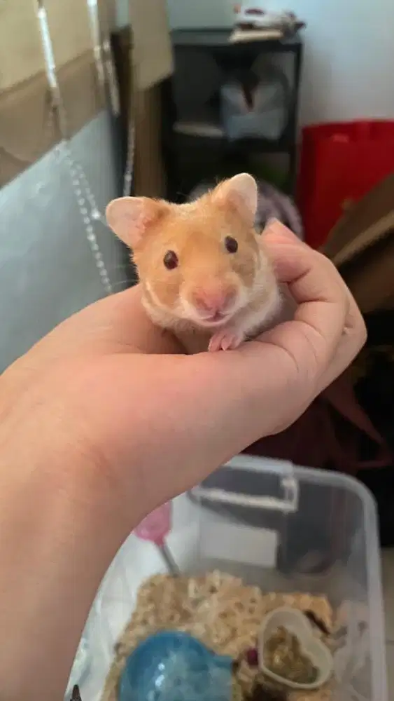 Hamster Syrian Cinnamon