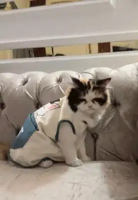 Kucing 1 keluarga