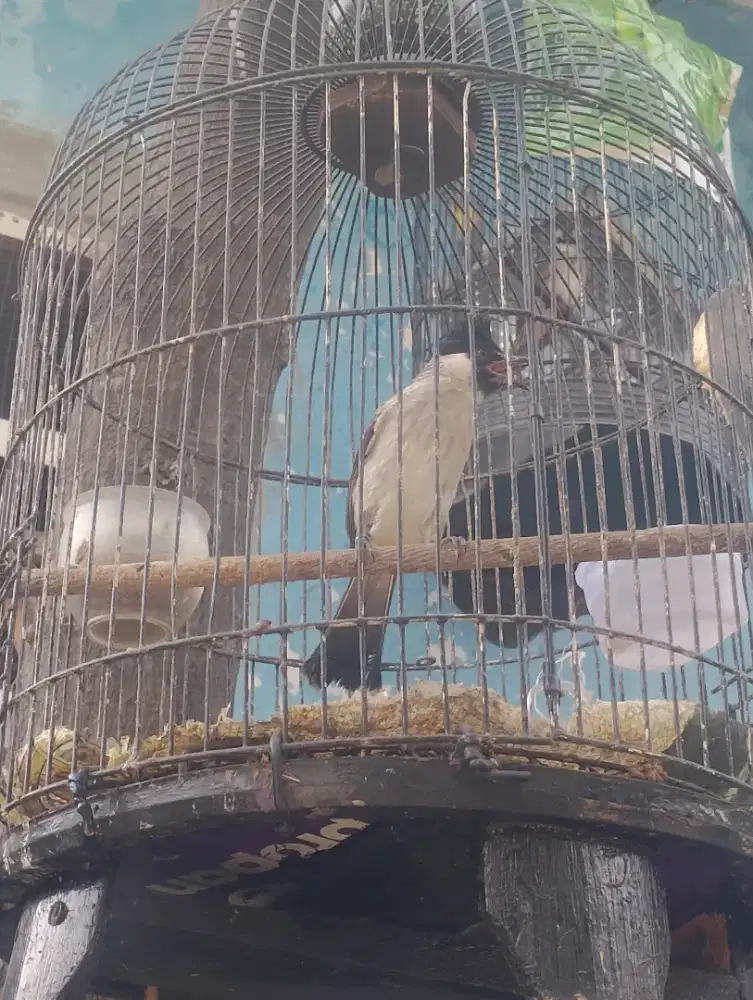 Burung kutilang gacor