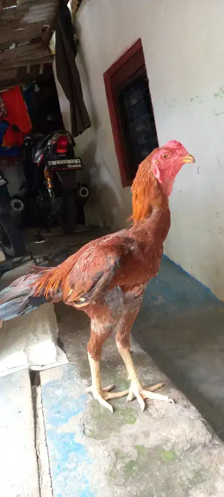 Jual ayam Bangkok pakoy