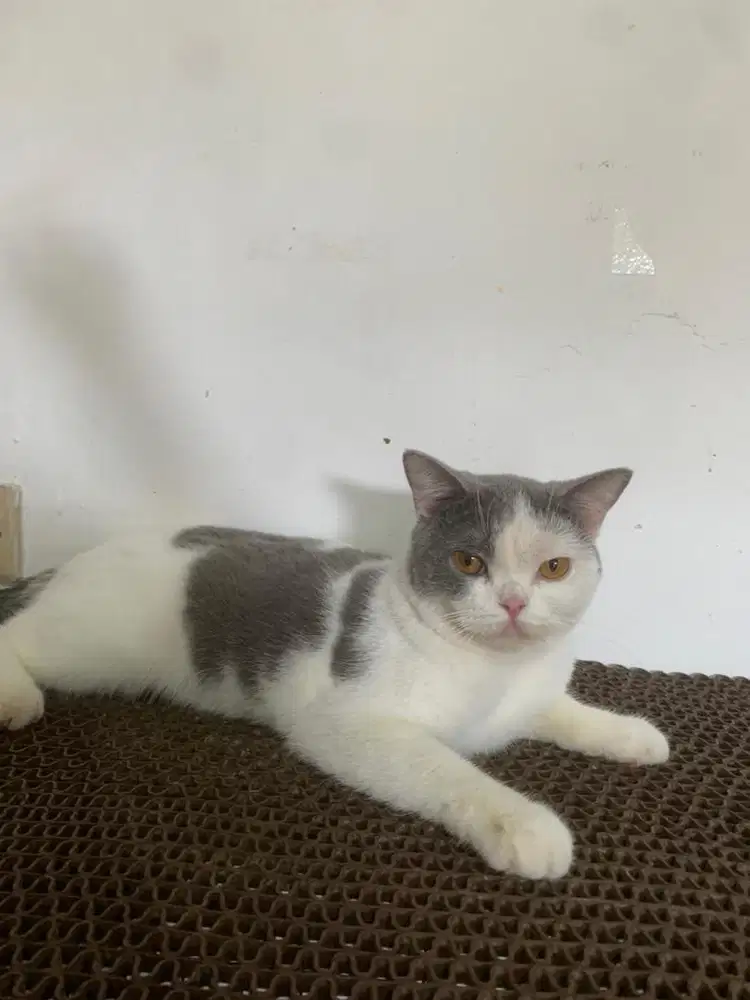 Betina British shorthair bsh