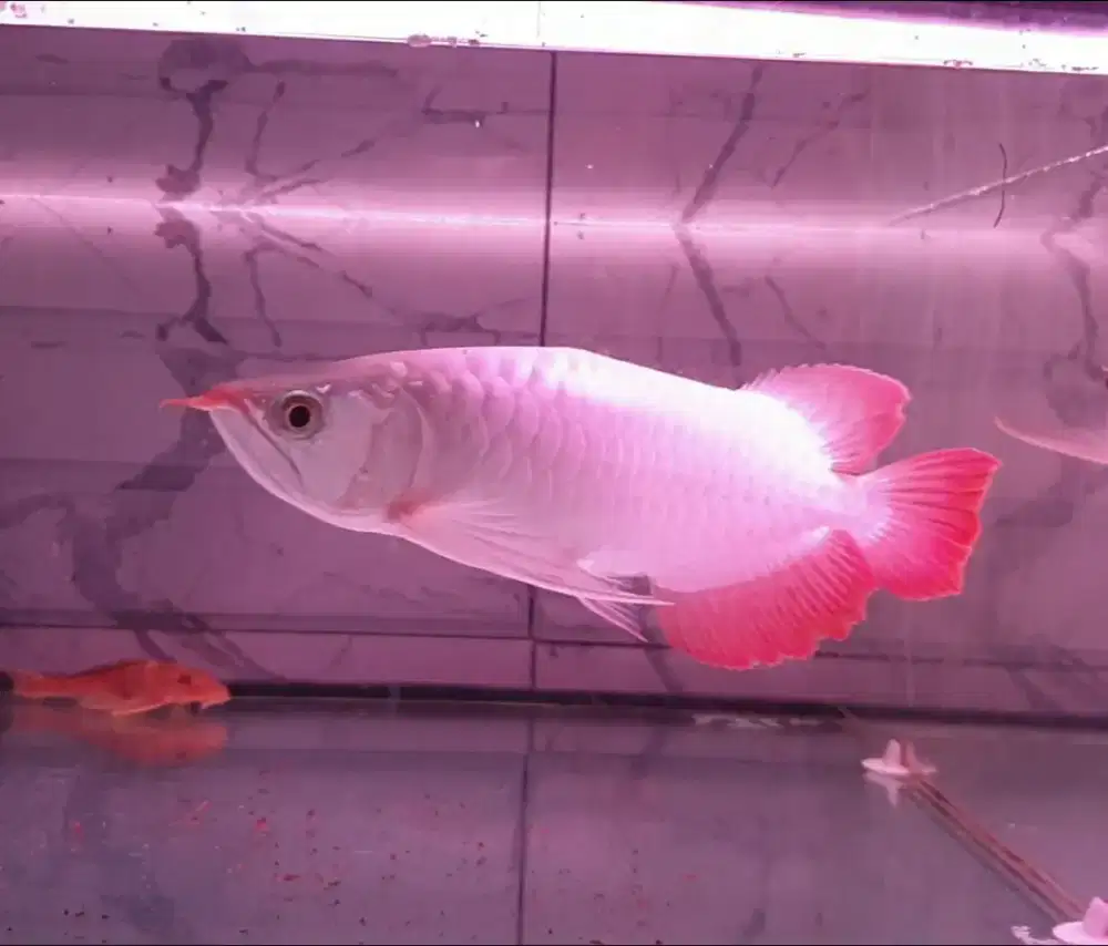 Arwana sr uk 26 cm