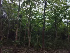 Jual cepat kebun jati di Luthu Dayah Krueng