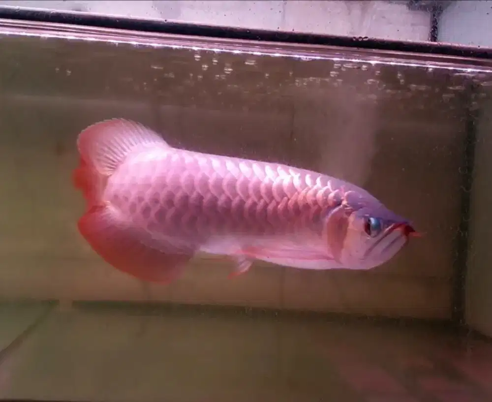 Arwana sr uk 40 cm