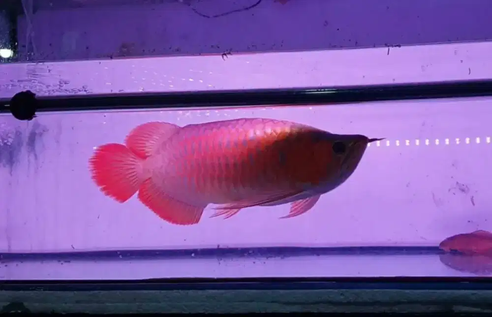 Arwana sr uk 50 cm .