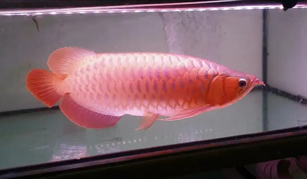 Arwana sr uk 50 cm SUMO