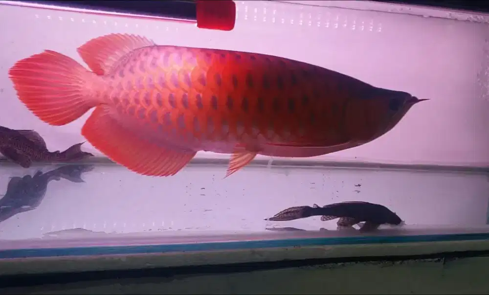 Arwana sr uk 48 cm