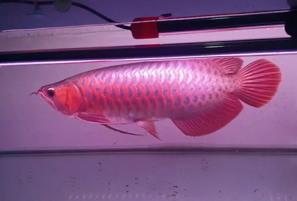 Arwana sr uk 36 cm