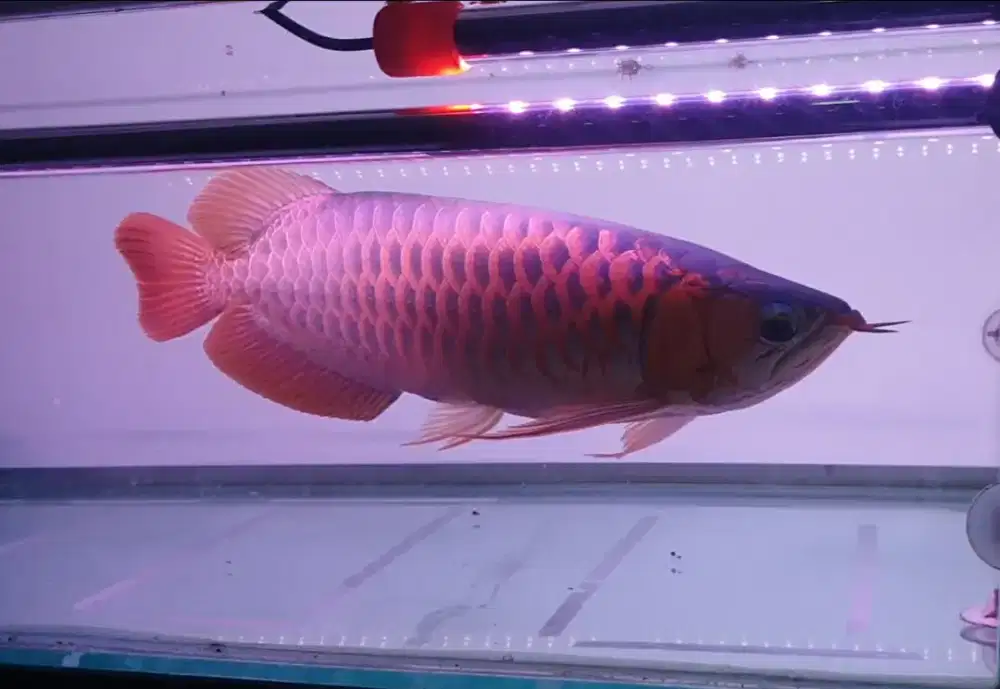 Arwana sr uk 38 cm