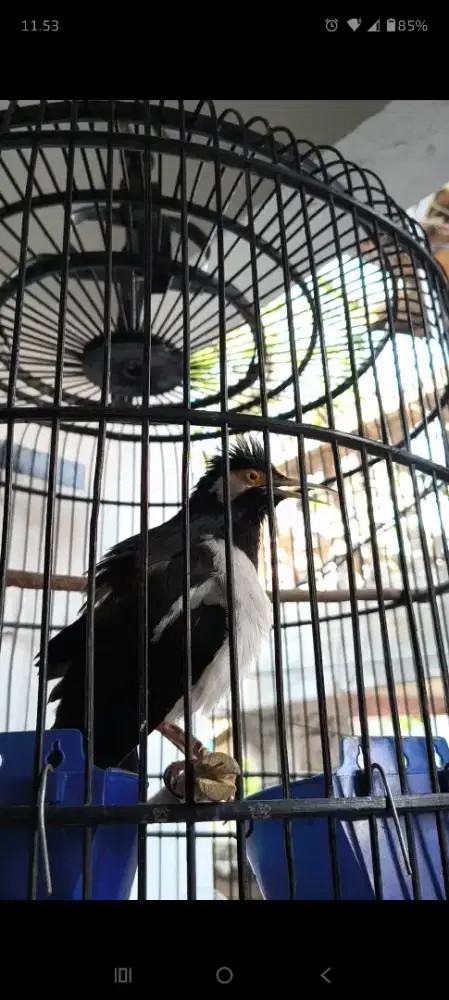 Burung Jalak suren