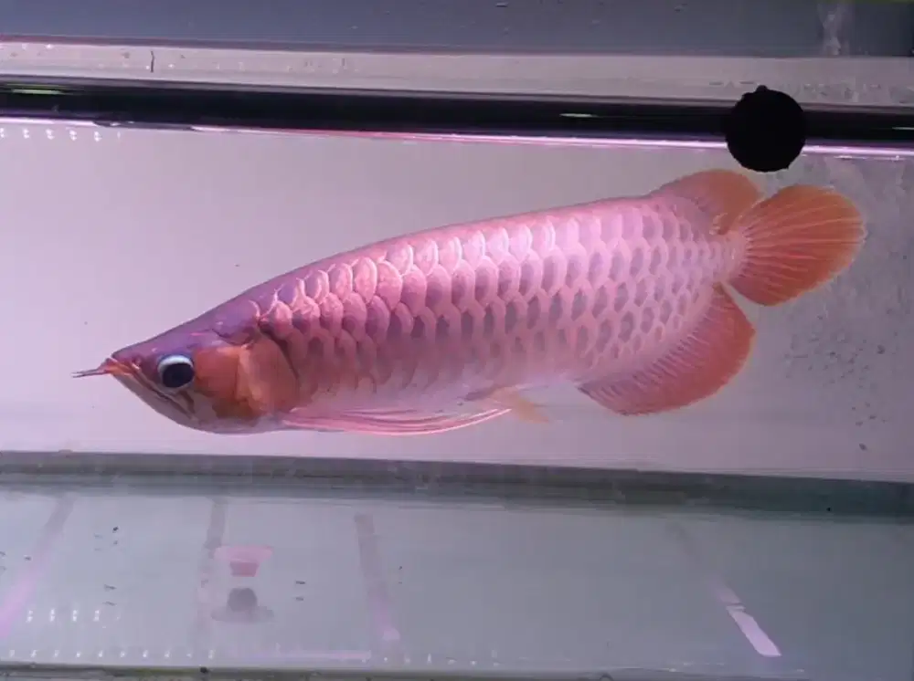 Arwana sr ik 45 cm