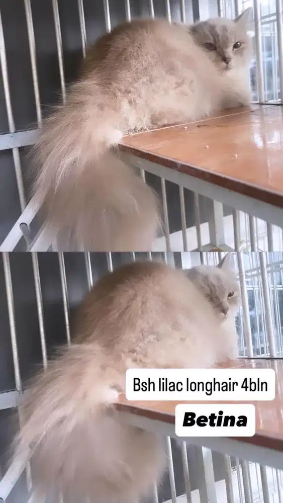 Kitten bsh lilac longhair