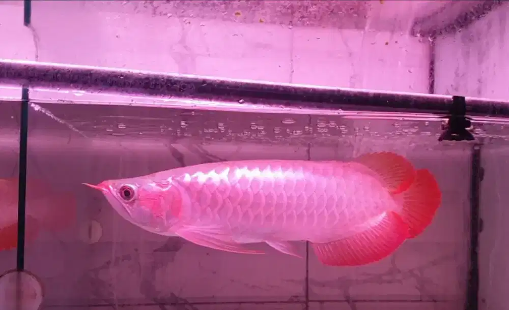Arwana sr uk 32 cm