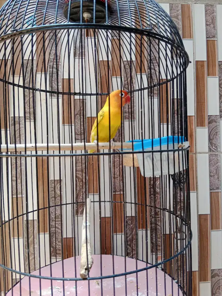Burung lovebird 2 ekor,, harga nego tipis
