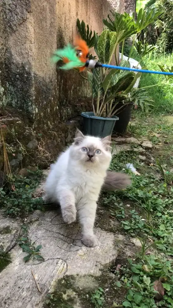 Kucing Ras Himalaya