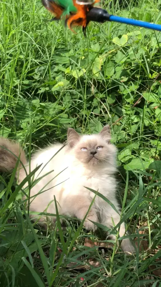 Kucing Ras Himalaya