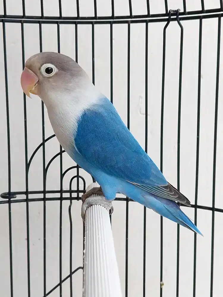 Burung lovebird jantan ganteng mangsi fischeri