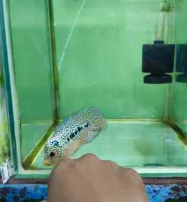 Ikan louhan cencu freemarking