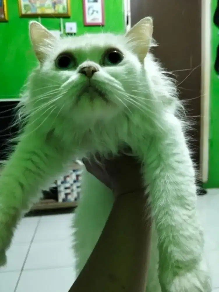 Kucing Persia Longhair