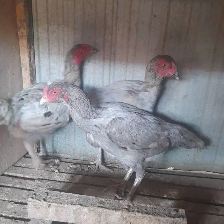 Jual indukan pakoy