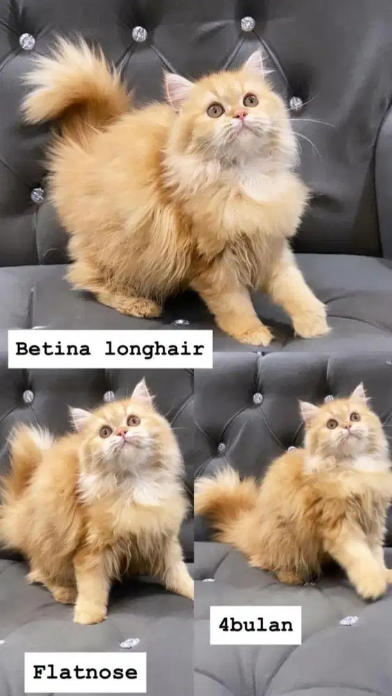 Kitten betina flatnose longhair