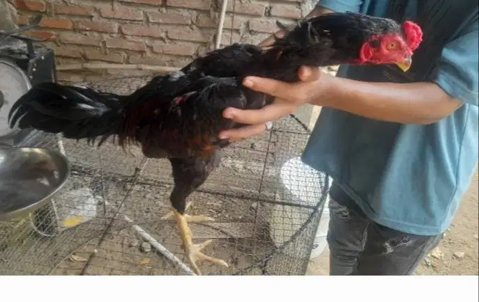 JUAL AYAM KOYTRAD