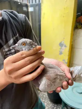 Burung dara/Merpati trah