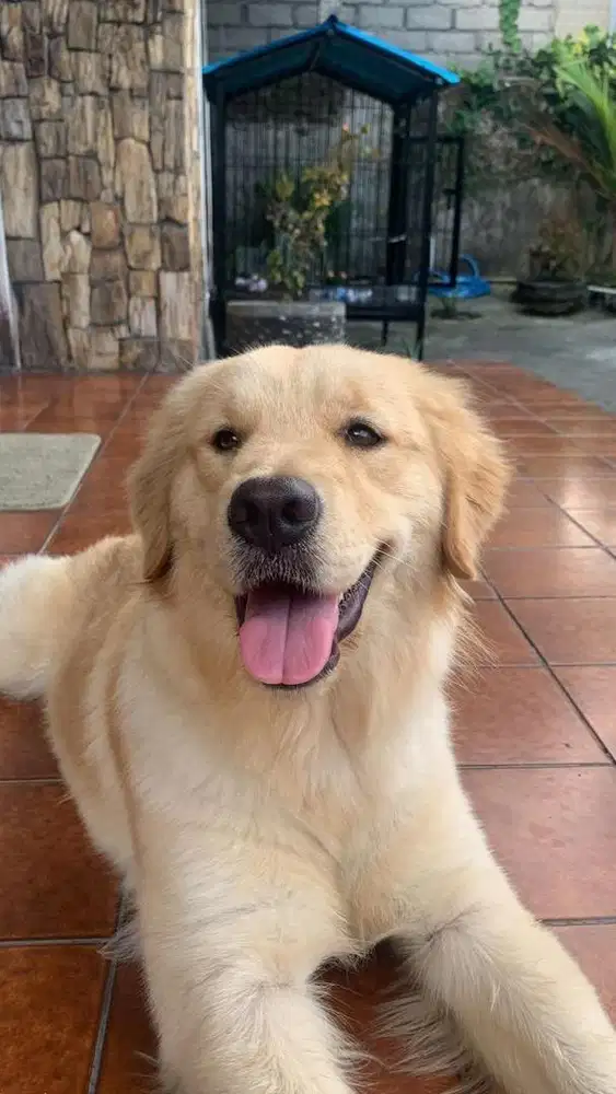 Golden Retriever Betina Stambum