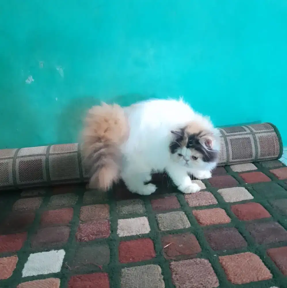 kitten peaknose #kucing persia peraknose
