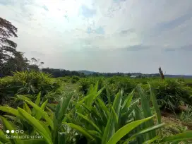 Jual Tanah Area Potensial di Sukamakmur, Luas Tanah 6082m²