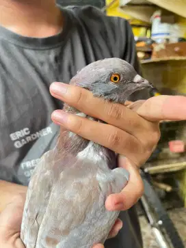 Burung dara/Merpati trah