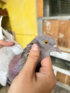 Burung dara/Merpati trah