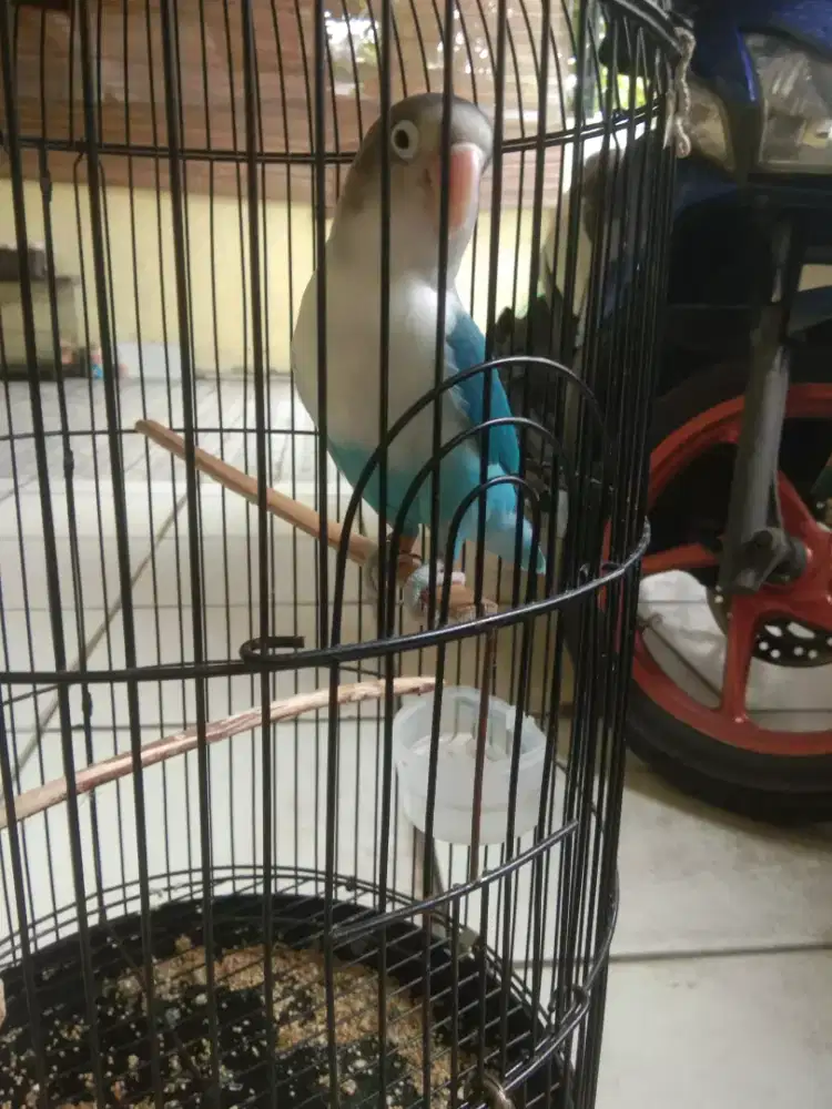 Jual lovebird trah