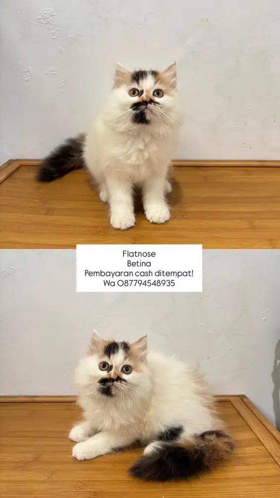 Kucing flatnose