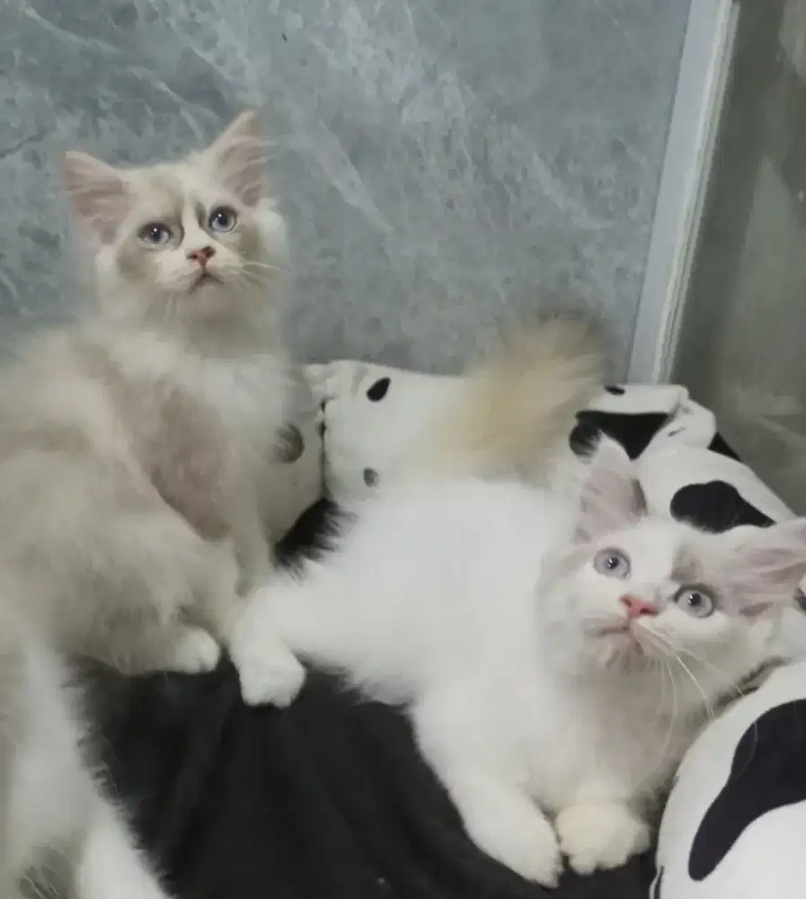 Lepas adop ragdoll 3bln betina