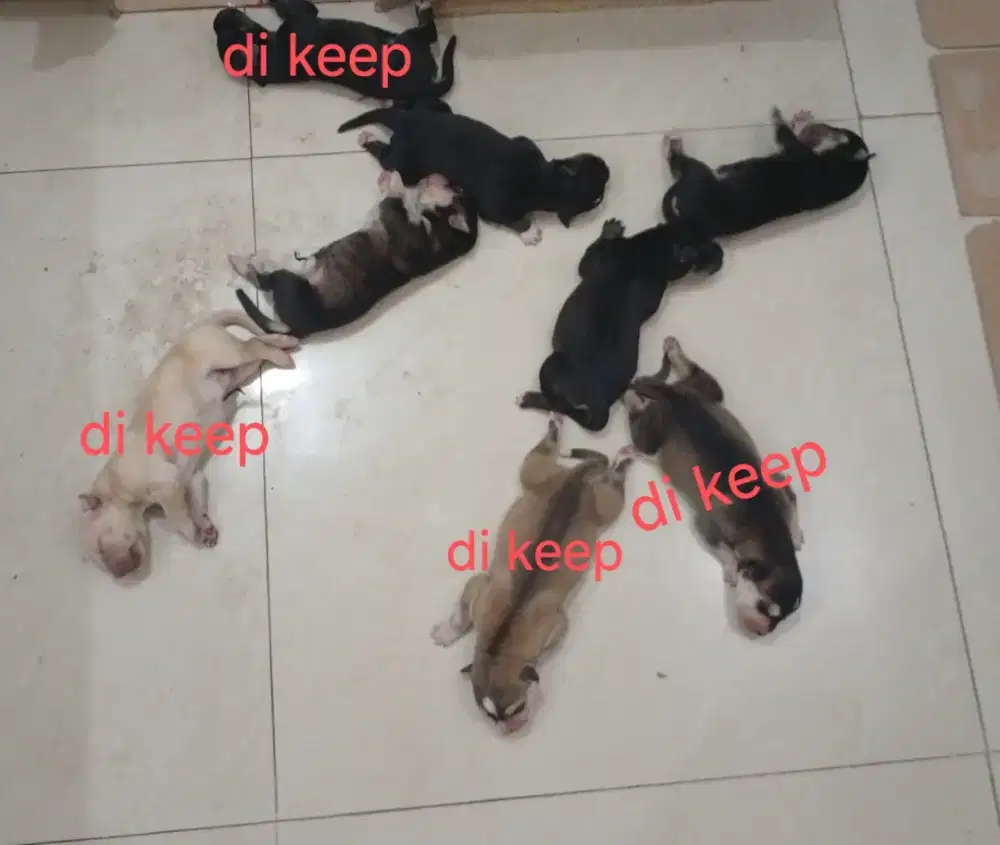 DIJUAL!! (INDEN) ANAK ANJING GOBERIAN PURE!!