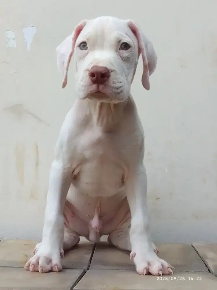 Jual anak anjing mixed breed APBT X Dogo