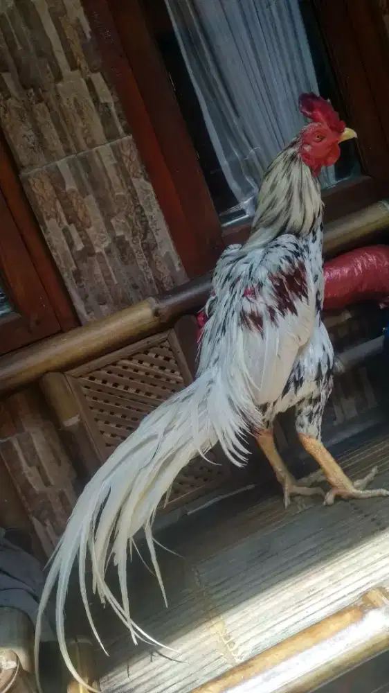 Ayam pamangon uk big