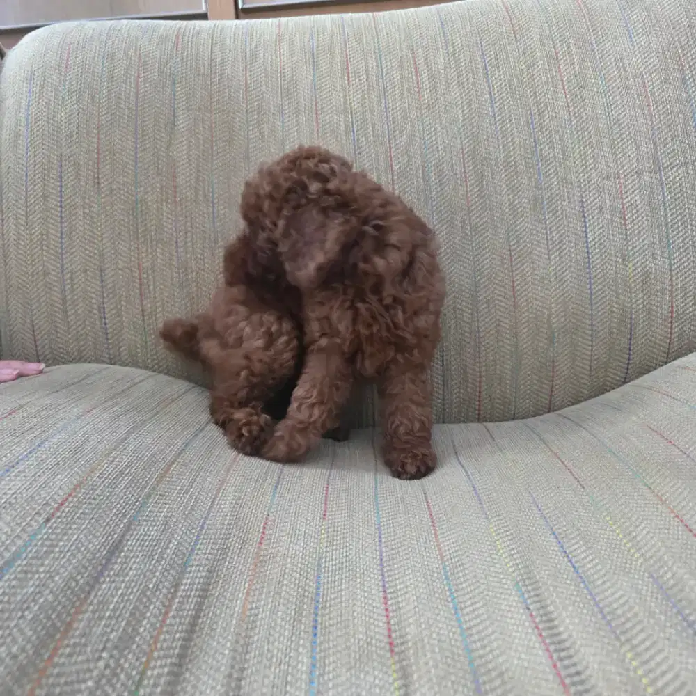 Anakan POODLE jantan dan betina