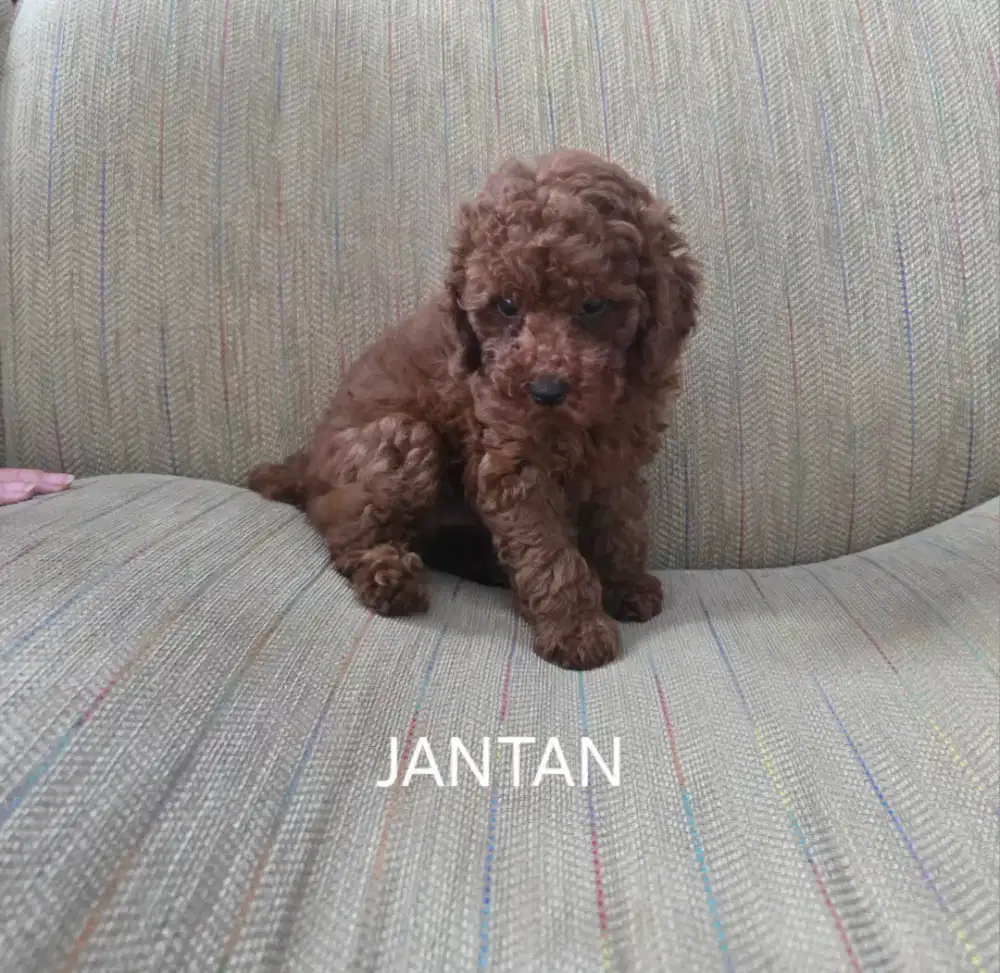 Anakan POODLE jantan dan betina