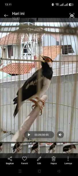 Jalak Suren Jawa Dewasa
