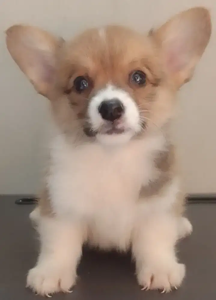 For sale puppy Corgi male and female