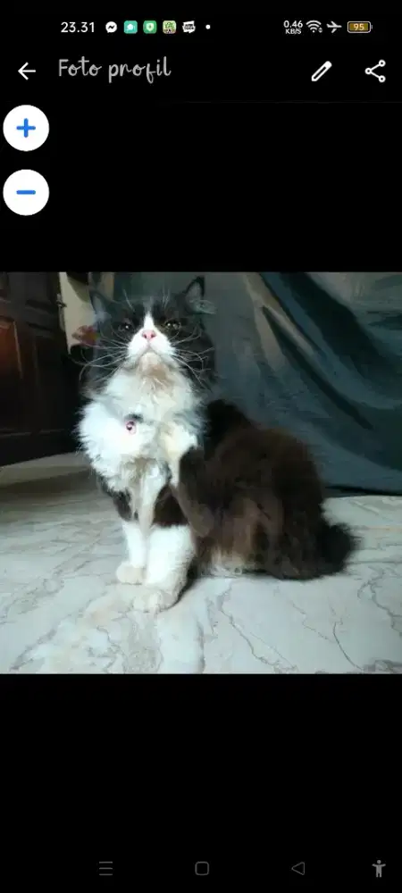 Kitten 2bln Persia bigbone